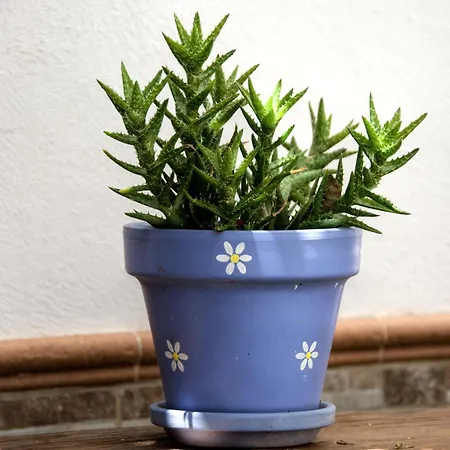 El Cardon Cerca La Playa Vistas *