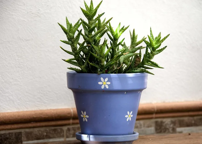 El Cardon Cerca La Playa Vistas *